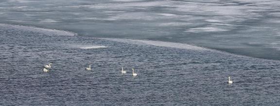 Middle reaches of Swan Lake 4