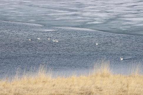 Middle reaches of Swan Lake 7