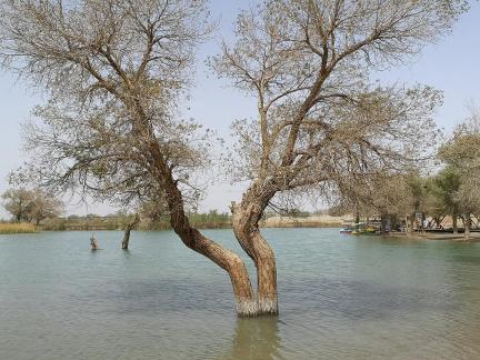 Lonely tree reflecting water