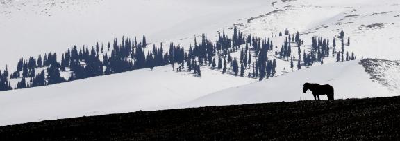 Mountain Trail Watching Snow 14