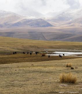 High mountain pasture 33