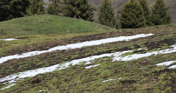 Cold Forest Watch 18