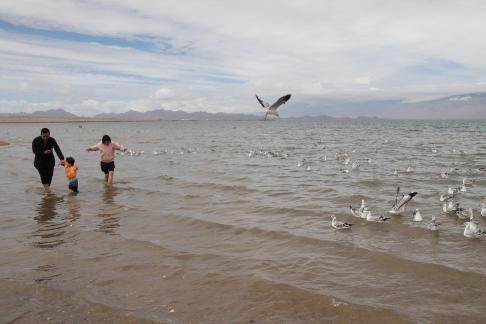 Dancing with seagulls 3