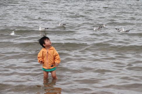 Dancing with seagulls 5