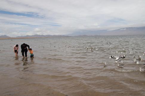 Dancing with seagulls 2