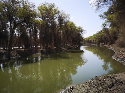 Between the woods and the sky 1