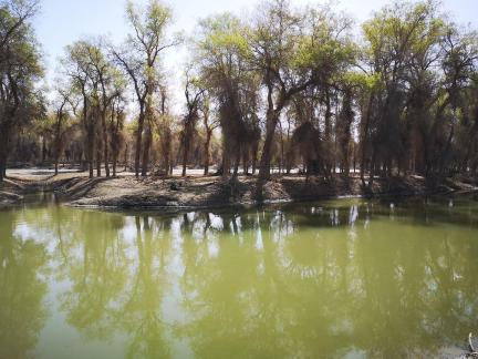 Between the woods and the sky 2