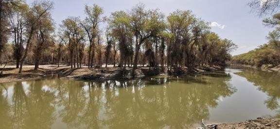 Between the woods and the sky 5