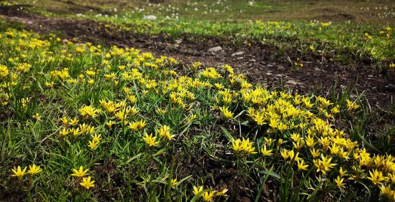 Wilderness Yellow Carpet 6