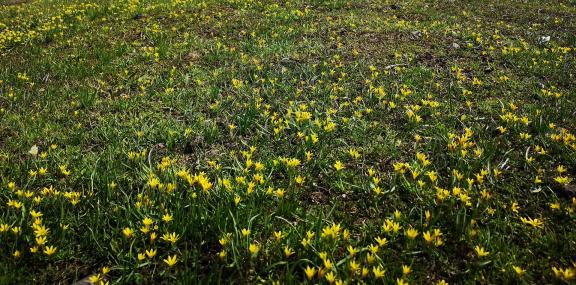 Wilderness Yellow Carpet 8