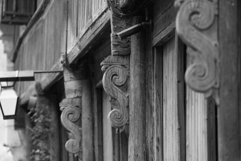 Flowers grow on wood