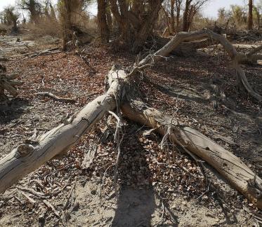 Desert residual branches 8