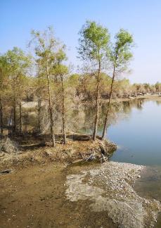 Desert Green Forest 1