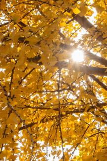 sweep the fallen leaves 22