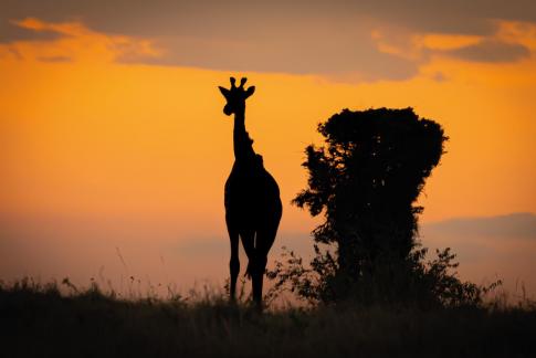 Sunset in Masai Mara