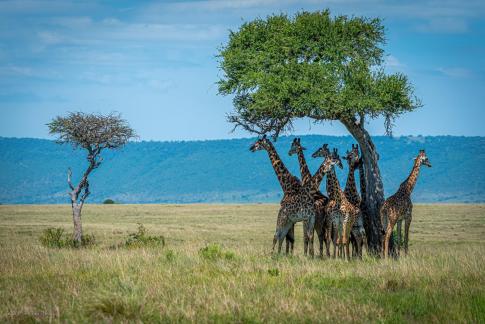 Looking for the shadow