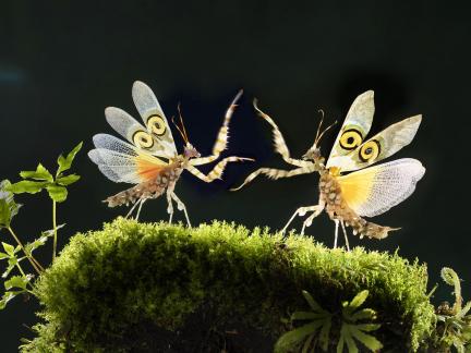 Pseudocreobotra wahlbergii