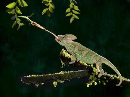 Chameleon2