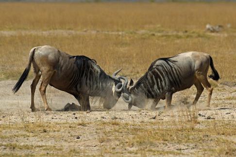 WILDEBEEST FIGHTING