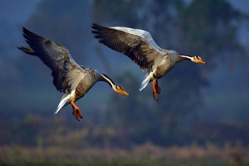BAR HEADED GEESE