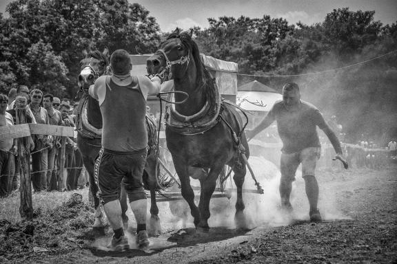 Horse races with logs 5