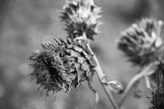 Burdock