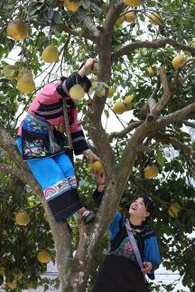 A bountiful harvest of pomelos 5
