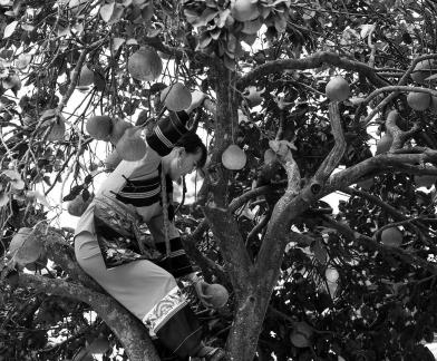 A bountiful harvest of pomelos 1