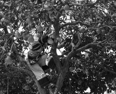 A bountiful harvest of pomelos 3