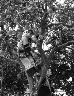 A bountiful harvest of pomelos 4