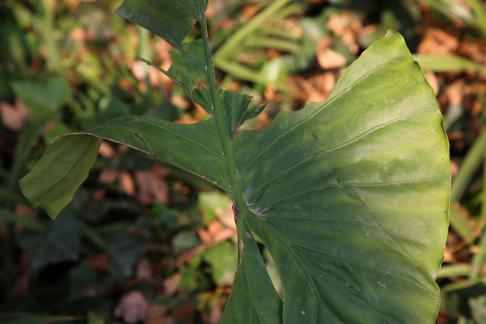 Green leaves are like hats 1