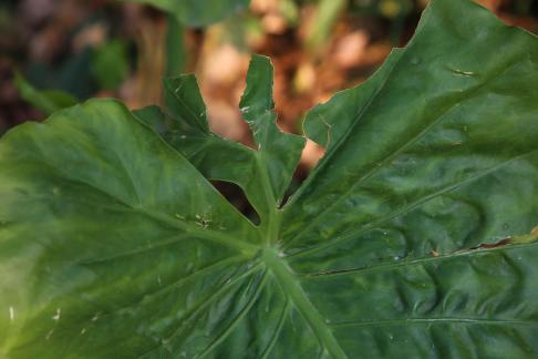 Green leaves are like hats 2