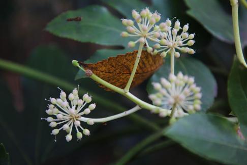 Green leaves are like hats 3