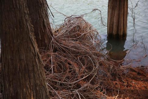 Wild vines by the lake 3