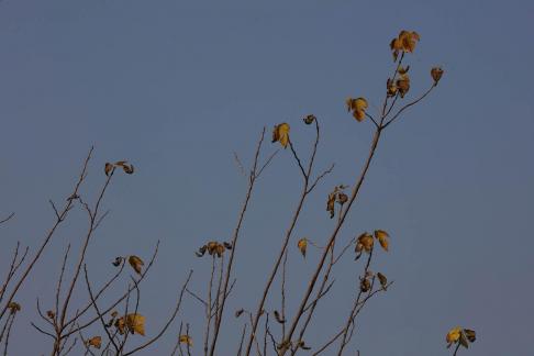 Tree bone 10