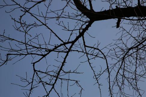 Autumn withered branches 2