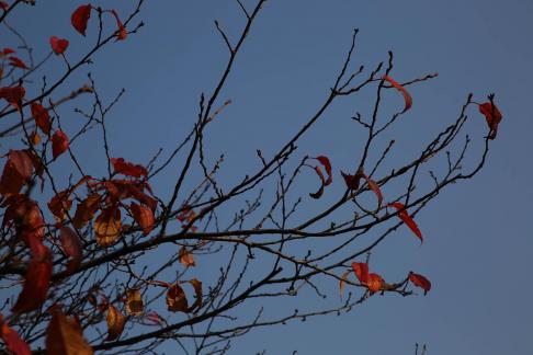 Autumn withered branches 3