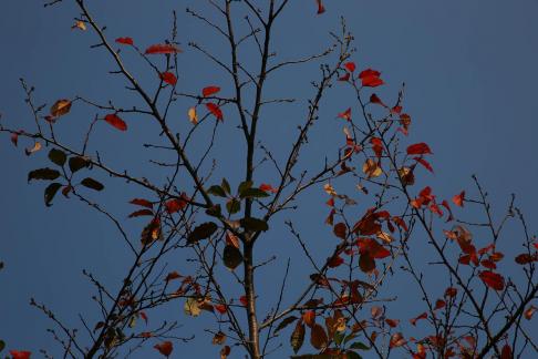 Autumn withered branches 4