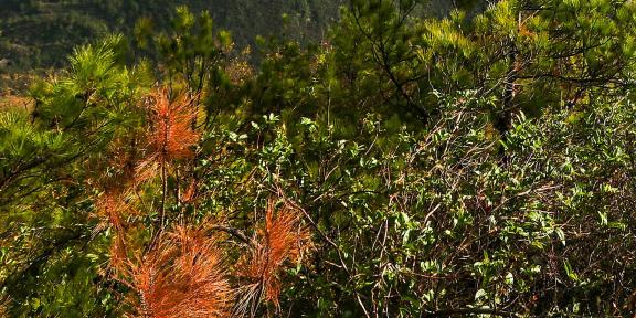 Between Green Pine Trees