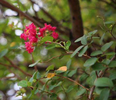 Red flowers in the dense forest 2