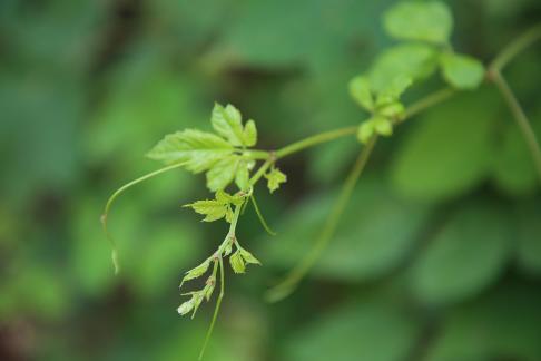 Green buds in the green space 3