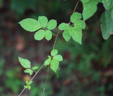 Green buds in the green space 4
