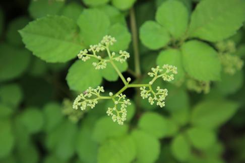 Green buds in the green space 6