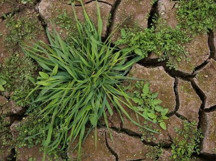 Cracked Earth 5