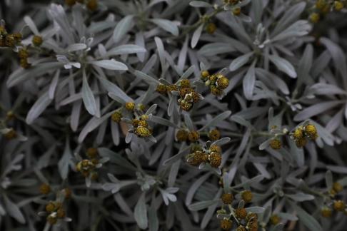 Grey toned plants and trees 1