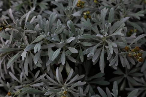 Grey toned plants and trees 3