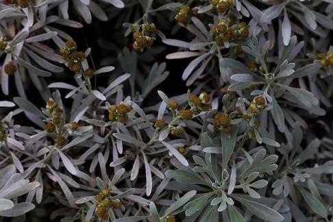 Grey toned plants and trees 4