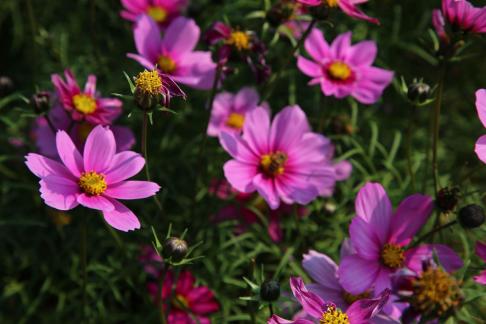 Purple flower towards the sun 1