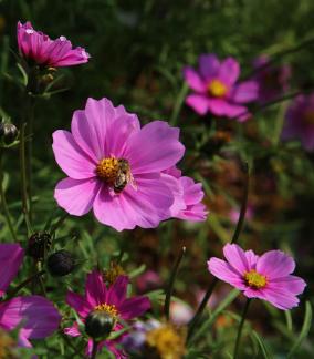 Purple flower towards the sun 2
