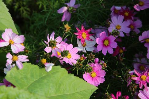 Purple flower towards the sun 4